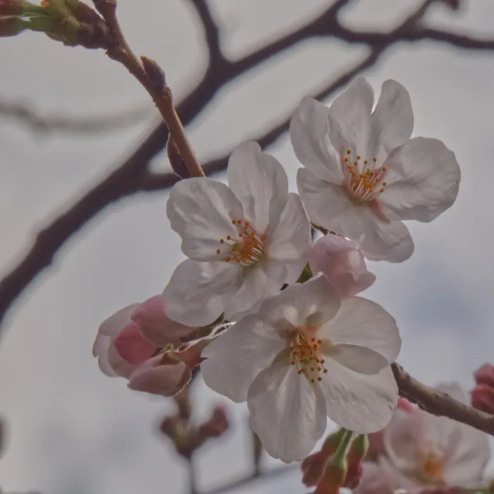 sakura