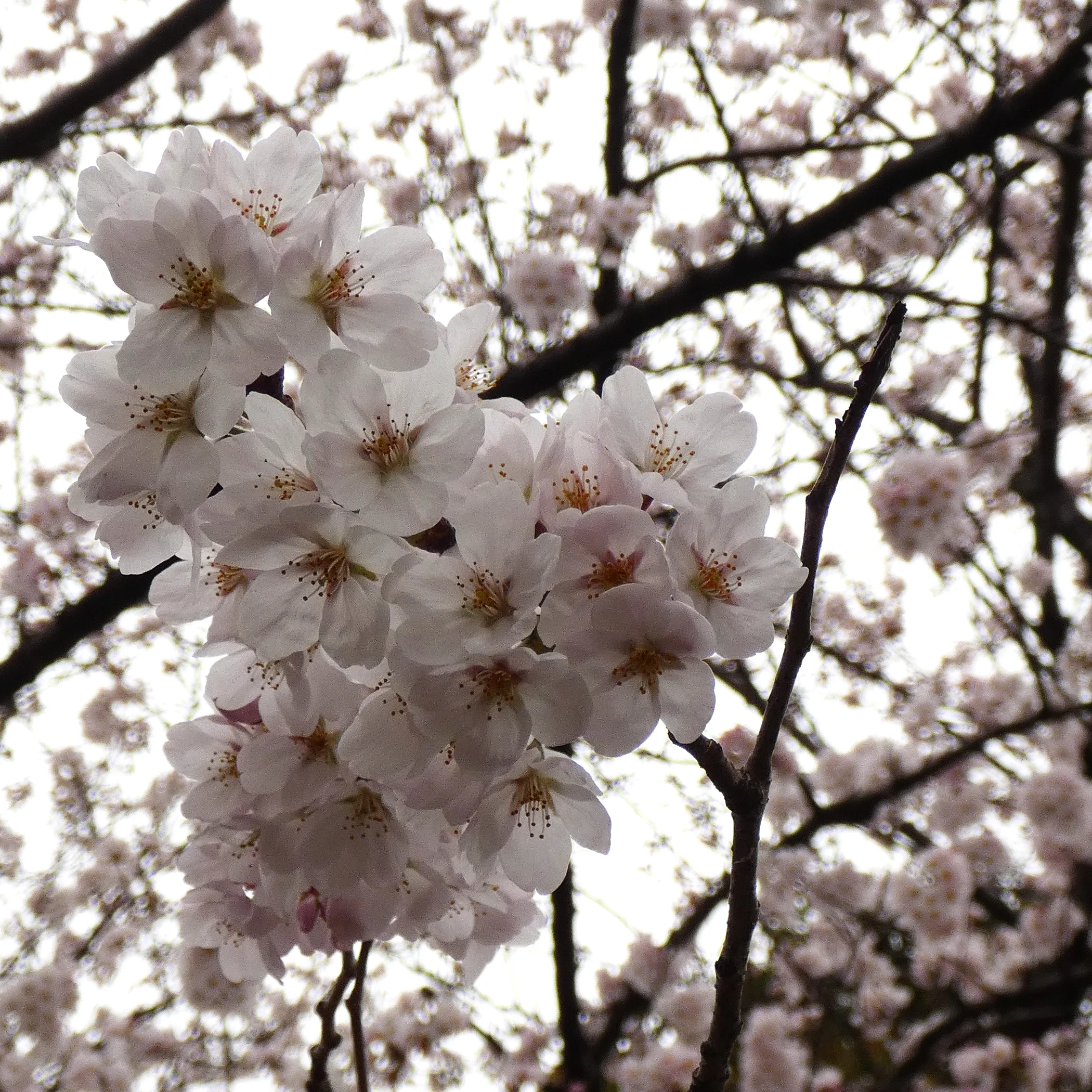 sakura